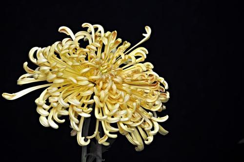 祖国的美丽花朵