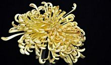 祖国美丽的花朵