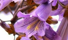 又见梧桐，真好