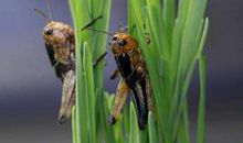 我发现蚂蚱的奥妙