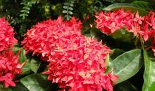 一束红花似朝阳