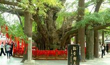 我把故乡说给你听