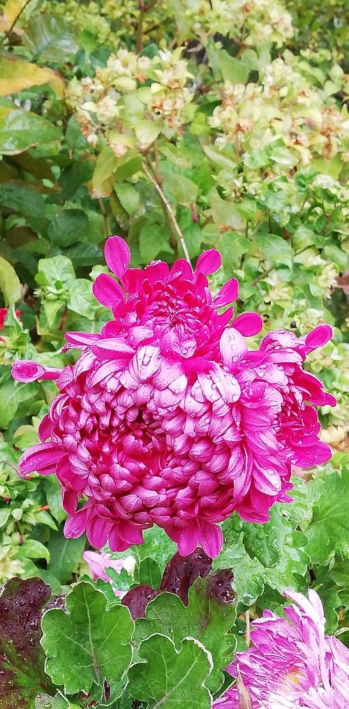 缤纷的季节