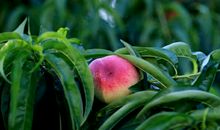 我爱我的水果之家