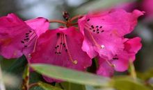 这儿，花开灿烂