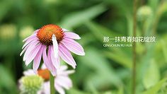 青春让我像花一样绽放