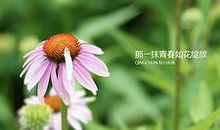 青春让我如花绽放