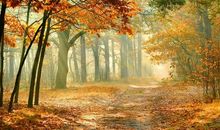 秋天的森林让我陶醉