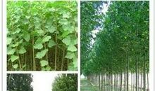 我心中的白杨树