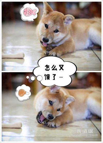 我最喜欢的小东西