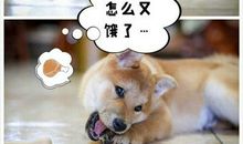 我喜爱的小物品