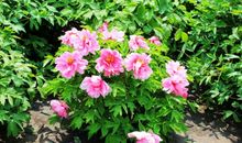 绽放在古诗里的花儿