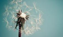 心中有朵蒲公英