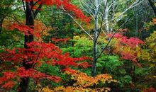 月光下的枫叶之路