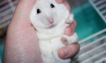 我的朋友小仓鼠