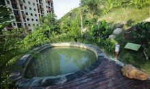 白杨牵动我情思