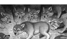 绝境狼王之影子读后感