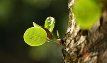 我发现了春天的脚步