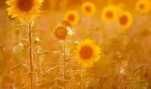 风雨牵动着我的情思