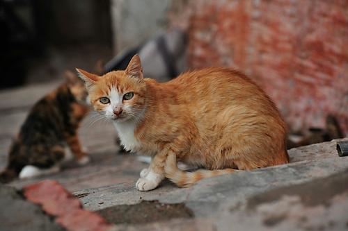 小猫好可爱