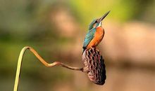 一只“鸟”眼里的中国