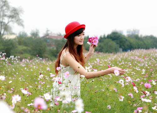 格桑花开