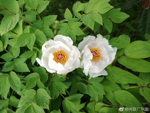春天又来了