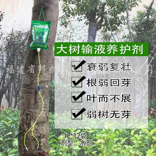 大树