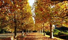 我爱学校的梧桐树