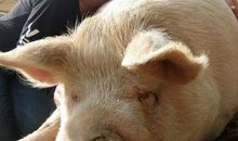 和动物的亲密接触