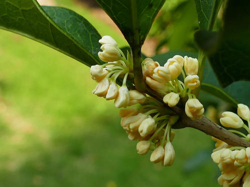 桂花再次开花