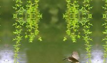 又是春风拂柳时