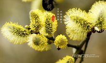 细雨霏霏清明时