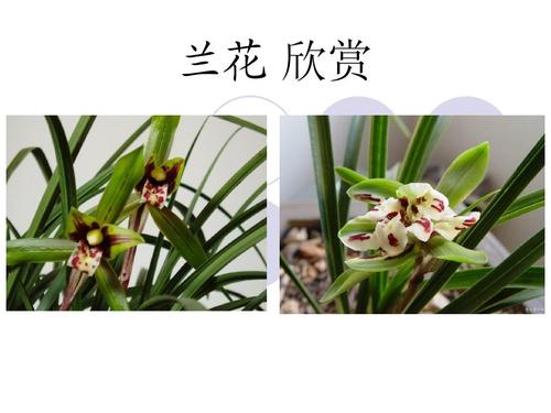 观察兰花