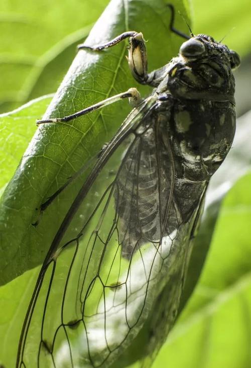 夏季蝉