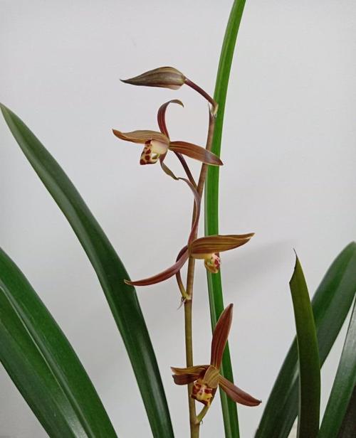 遇到草