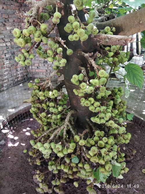 无花果在院子里