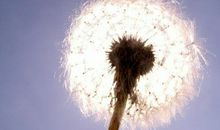 蒲公英——自由的精灵