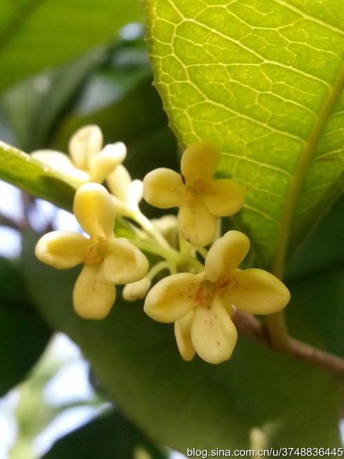 秋天的桂花