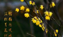 又见腊梅，真好