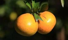 我爱家乡的瓯柑