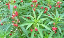 我们家的凤仙花