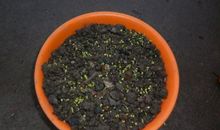 薄荷的观察日记