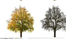 校园四季的大树