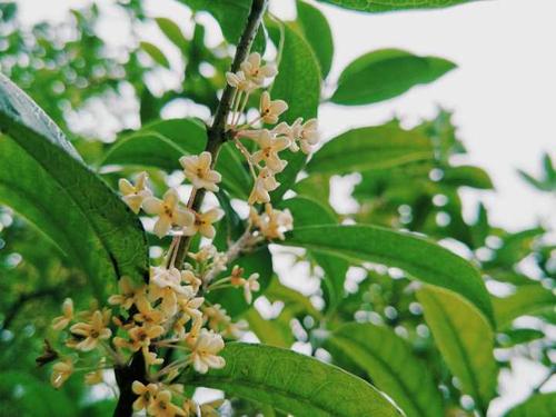 桂花校园香气