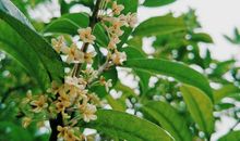 校园里的桂花香