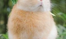 我变成了一只小兔子