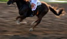 精彩的马术表演