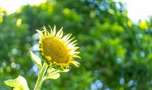 留在记忆深处的芬芳