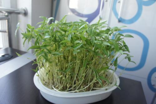 秀子的观察日记